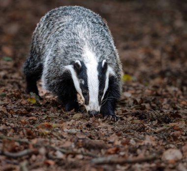Porsuğu kapat (Meles meles )