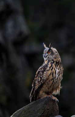 Sonbaharda baykuş. Kartal baykuş, Bubo bubo, renkli sonbahar ormanlarında taşın üzerine tünemiş. Turuncu gözlü güzel büyük baykuş. Doğal ortamdaki yırtıcı kuş. Vahşi yaşam doğası. Dağlık alan. Karışık Orman.