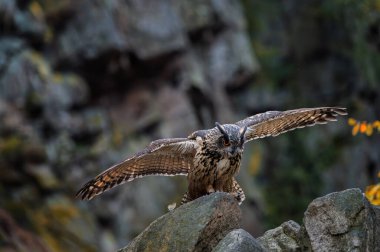 Sonbaharda baykuş. Kartal baykuş, Bubo bubo, renkli sonbahar ormanlarında taşın üzerine tünemiş. Turuncu gözlü güzel büyük baykuş. Doğal ortamdaki yırtıcı kuş. Vahşi yaşam doğası. Dağlık alan. Karışık Orman.