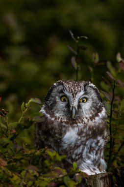 Kırmızı böğürtlenli Boreal baykuş (Aegolius funereus) ile doğada sonbahar. Küçük Baykuş ladin ve köknar ormanlarında canlanır. Doğada bir baykuşun portresi.