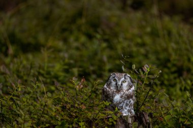 Kırmızı böğürtlenli Boreal baykuş (Aegolius funereus) ile doğada sonbahar. Küçük Baykuş ladin ve köknar ormanlarında canlanır. Doğada bir baykuşun portresi.