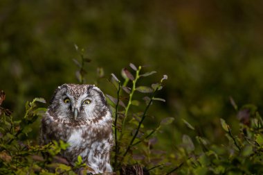 Kırmızı böğürtlenli Boreal baykuş (Aegolius funereus) ile doğada sonbahar. Küçük Baykuş ladin ve köknar ormanlarında canlanır. Doğada bir baykuşun portresi.