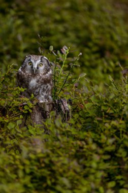 Kırmızı böğürtlenli Boreal baykuş (Aegolius funereus) ile doğada sonbahar. Küçük Baykuş ladin ve köknar ormanlarında canlanır. Doğada bir baykuşun portresi.
