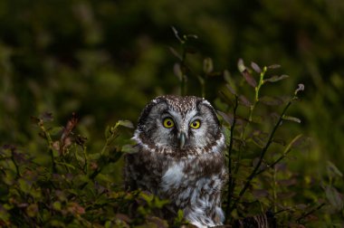 Kırmızı böğürtlenli Boreal baykuş (Aegolius funereus) ile doğada sonbahar. Küçük Baykuş ladin ve köknar ormanlarında canlanır. Doğada bir baykuşun portresi.