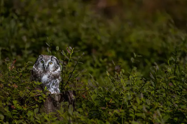 Kırmızı böğürtlenli Boreal baykuş (Aegolius funereus) ile doğada sonbahar. Küçük Baykuş ladin ve köknar ormanlarında canlanır. Doğada bir baykuşun portresi.