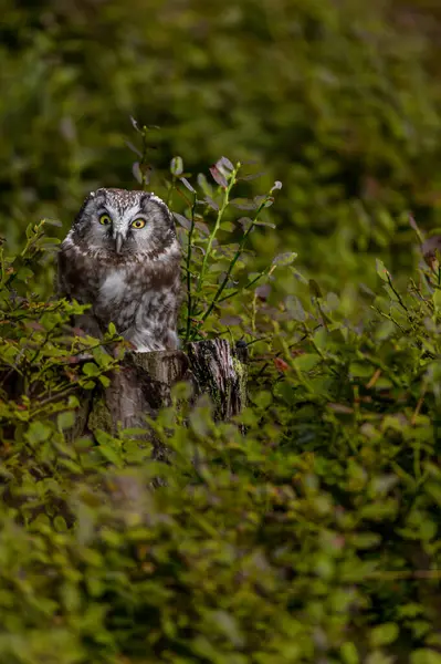 Kırmızı böğürtlenli Boreal baykuş (Aegolius funereus) ile doğada sonbahar. Küçük Baykuş ladin ve köknar ormanlarında canlanır. Doğada bir baykuşun portresi.