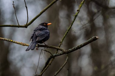 Avrasya karatavuğu diğer adıyla karatavuk veya turdus merula ağaç dalına tünemişti. Çek Cumhuriyeti 'nde yaygın bir kuş.