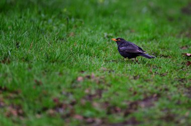 Avrasya karatavuğu diğer adıyla karatavuk veya turdus merula ağaç dalına tünemişti. Çek Cumhuriyeti 'nde yaygın bir kuş.
