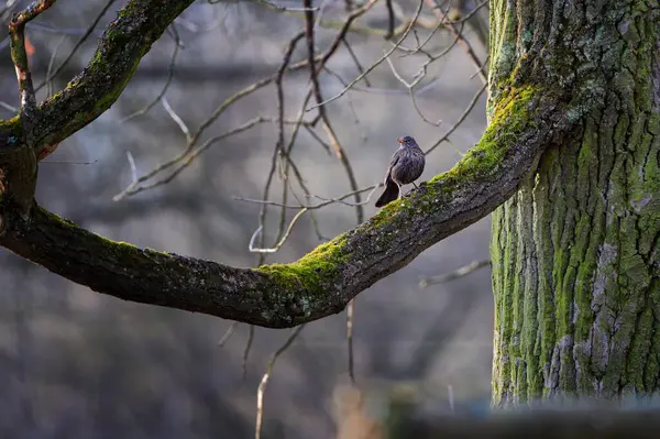 Avrasya karatavuğu diğer adıyla karatavuk veya turdus merula ağaç dalına tünemişti. Çek Cumhuriyeti 'nde yaygın bir kuş.