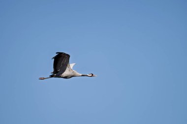 Uçuşta yaygın Avrasya turnaları (Grus grus)