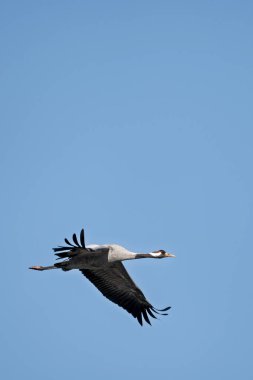 Uçuşta yaygın Avrasya turnaları (Grus grus)