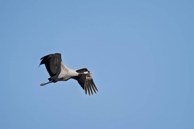 Uçuşta yaygın Avrasya turnaları (Grus grus)