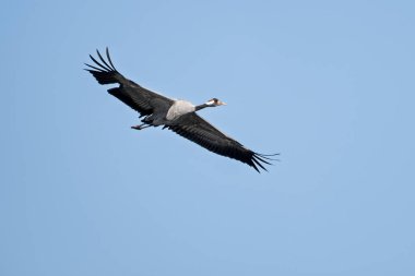 Uçuşta yaygın Avrasya turnaları (Grus grus)