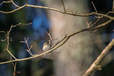 Dal üzerinde oturan Goldcrest kuşu, Regulus regulus, kafasında sarı bir çizgi olan kuş, Avrupa 'nın en küçük kuşu, sarı armalı, küçük, hızlı ve çevik kuş.
