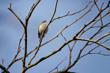 Dal üzerinde oturan Goldcrest kuşu, Regulus regulus, kafasında sarı bir çizgi olan kuş, Avrupa 'nın en küçük kuşu, sarı armalı, küçük, hızlı ve çevik kuş.