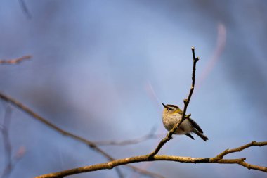 Dal üzerinde oturan Goldcrest kuşu, Regulus regulus, kafasında sarı bir çizgi olan kuş, Avrupa 'nın en küçük kuşu, sarı armalı, küçük, hızlı ve çevik kuş.