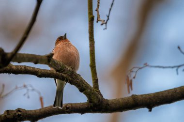 Yaygın ispinoz (Fringilla coelebs), erkek