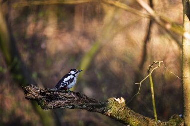 Gün doğumunda ormanda büyük benekli ağaçkakan, Dendrocopos Major