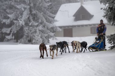 DESTNE, CZECH REPUBLIC - 23 Ocak 2025: Sedivacek 'in kışın dağ manzarasında uzun kızak yarışı. Husky kızak köpek yarışı. Kış köpeği kızak takımı yarışması. 