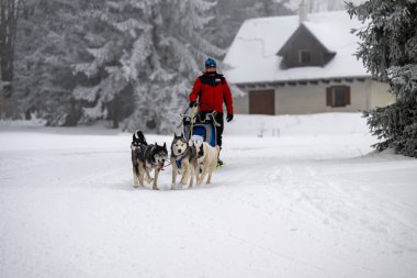 DESTNE, CZECH REPUBLIC - 23 Ocak 2025: Sedivacek 'in kışın dağ manzarasında uzun kızak yarışı. Husky kızak köpek yarışı. Kış köpeği kızak takımı yarışması. 