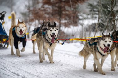 Sedivacek's long, sled dog race in the winter mountain landscape. Husky sled dog racing. Winter dog sport sled team competition. 