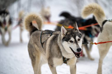 Sedivacek's long, sled dog race in the winter mountain landscape. Husky sled dog racing. Winter dog sport sled team competition. 