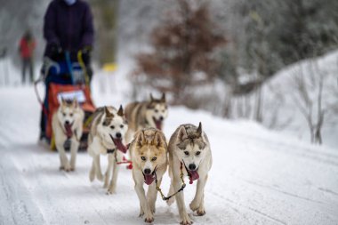 Sedivacek's long, sled dog race in the winter mountain landscape. Husky sled dog racing. Winter dog sport sled team competition. 