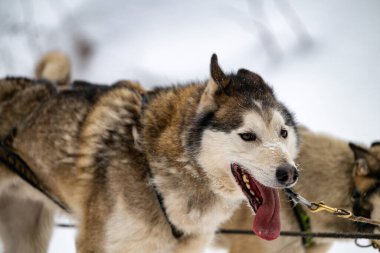 Sedivacek's long, sled dog race in the winter mountain landscape. Husky sled dog racing. Winter dog sport sled team competition. 