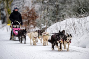 Sedivacek's long, sled dog race in the winter mountain landscape. Husky sled dog racing. Winter dog sport sled team competition. 
