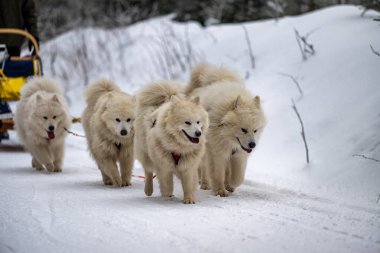 Sedivacek's long, sled dog race in the winter mountain landscape. Husky sled dog racing. Winter dog sport sled team competition. 