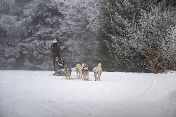 DESTNE, CZECH REPUBLIC - 23 Ocak 2025: Sedivacek 'in kışın dağ manzarasında uzun kızak yarışı. Husky kızak köpek yarışı. Kış köpeği kızak takımı yarışması. 