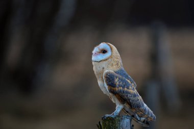 Baykuşu kapat (Tyto alba )