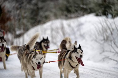Sedivacek's long, sled dog race in the winter mountain landscape. Husky sled dog racing. Winter dog sport sled team competition. 