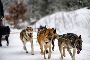 Sedivacek's long, sled dog race in the winter mountain landscape. Husky sled dog racing. Winter dog sport sled team competition. 