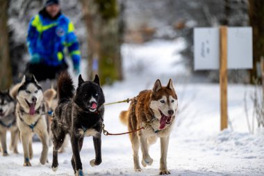 Sedivacek's long, sled dog race in the winter mountain landscape. Husky sled dog racing. Winter dog sport sled team competition. 