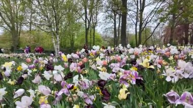 Lisse, Hollanda, 24 Nisan 2024. İnsanlar güneşli bir günde Keukenhof Çiçek Bahçesi 'nde, Keukenhof Bahçeleri' nde, Avrupa Bahçesi 'nde, ilkbaharda renkli lalelerin keyfini çıkarıyorlar.