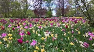 Lisse, Hollanda, 24 Nisan 2024. İnsanlar güneşli bir günde Keukenhof Çiçek Bahçesi 'nde, Keukenhof Bahçeleri' nde, Avrupa Bahçesi 'nde, ilkbaharda renkli lalelerin keyfini çıkarıyorlar.