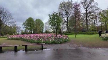 Lisse, Hollanda, 24 Nisan 2024. İnsanlar güneşli bir günde Keukenhof Çiçek Bahçesi 'nde, Keukenhof Bahçeleri' nde, Avrupa Bahçesi 'nde, ilkbaharda renkli lalelerin keyfini çıkarıyorlar.