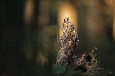 Uzun kulaklı baykuş (Asio otus) kapat