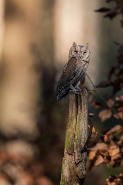 Avrupa baykuşunu ezdi (Otus ezdi )