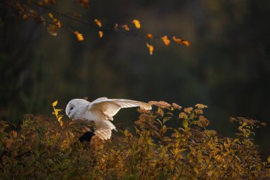 Ahırda Baykuş, Tyto Alba, Sonbahar ya da Sonbahar 'da bir ağaçta