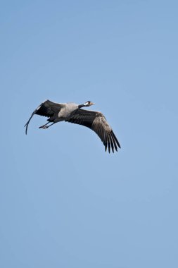 Mavi gökyüzünde uçan sıradan bir vinç (grus grus).