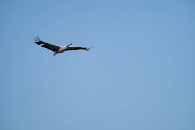 Mavi gökyüzünde uçan sıradan bir vinç (grus grus).