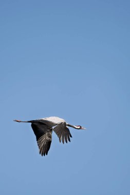 Mavi gökyüzünde uçan sıradan bir vinç (grus grus).