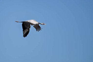 Mavi gökyüzünde uçan sıradan bir vinç (grus grus).