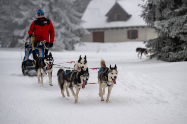 DESTNE, CZECH REPUBLIC - 23 Ocak 2025: Sedivacek 'in kışın dağ manzarasında uzun kızak yarışı. Husky kızak köpek yarışı. Kış köpeği kızak takımı yarışması. 