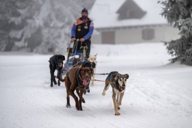 DESTNE, CZECH REPUBLIC - 23 Ocak 2025: Sedivacek 'in kışın dağ manzarasında uzun kızak yarışı. Husky kızak köpek yarışı. Kış köpeği kızak takımı yarışması. 