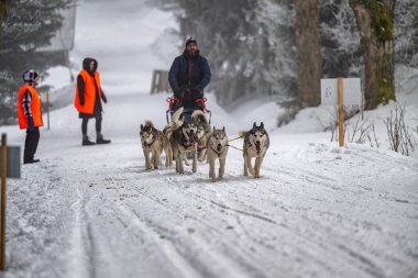 DESTNE, CZECH REPUBLIC - 23 Ocak 2025: Sedivacek 'in kışın dağ manzarasında uzun kızak yarışı. Husky kızak köpek yarışı. Kış köpeği kızak takımı yarışması. 