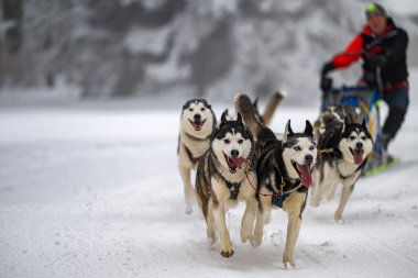 DESTNE, CZECH REPUBLIC - 23 Ocak 2025: Sedivacek 'in kışın dağ manzarasında uzun kızak yarışı. Husky kızak köpek yarışı. Kış köpeği kızak takımı yarışması. 