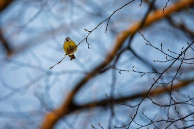 A curious blue tit (Cyanistes caeruleus) sitting on a branch